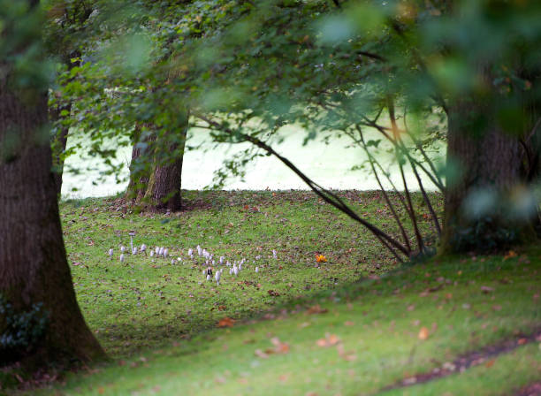 reunión de la familia de hongos en el bosque y el bosque cerca de farnham, surrey, inglaterra, reino unido - glade england autumn forest fotografías e imágenes de stock