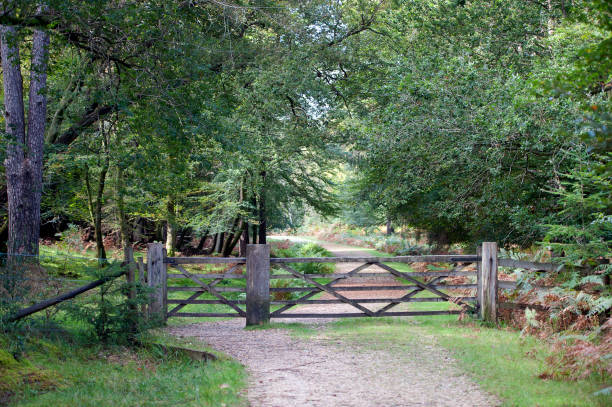 cerca de bosque y bosque y entrada de puerta, hampshire, inglaterra, reino unido - glade england autumn forest fotografías e imágenes de stock
