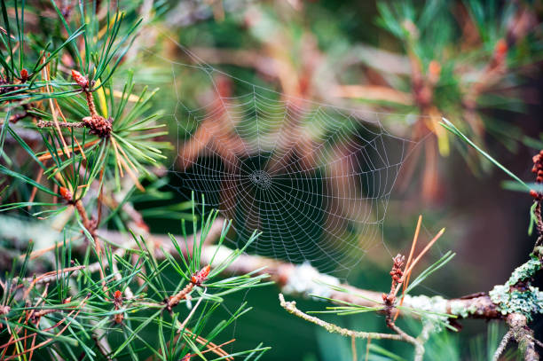 web close-up in this forest and woodland study, surrey, inglaterra, reino unido - glade england autumn forest fotografías e imágenes de stock