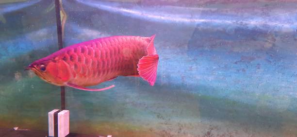 Arowana Fish or Dragonfish according to standards are divided into 4 groups of 10 species. View of an outside fish tank. Arowana Fish or Dragonfish according to standards are divided into 4 groups of 10 species. View of an outside fish tank. gold arowana stock pictures, royalty-free photos & images