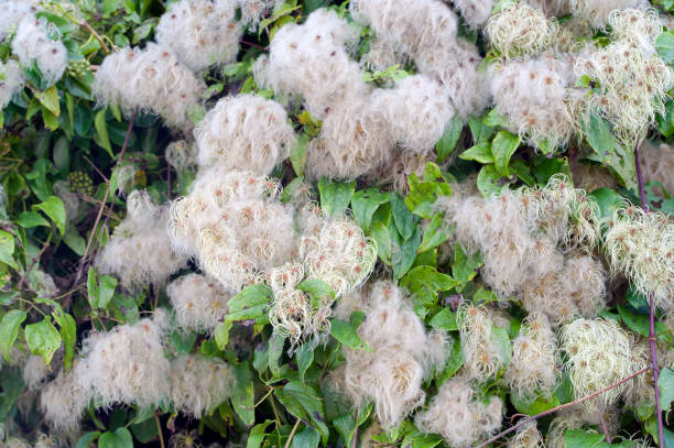 old man's beard, fiore selvatico, isola di portland, dorset, inghilterra. - isle of portland foto e immagini stock