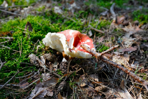 istock A single wild mushroom grows in the forest litter 1347086041