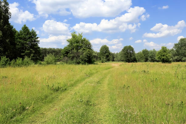 istock A dirt road with trees nearby 1347086043