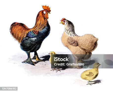istock Rooster and chicken with family painting 1897 1347086182