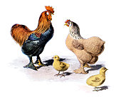 istock Rooster and chicken with family painting 1897 1347086182