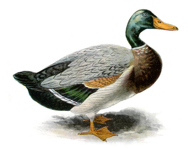 Duck vintage print painting 1897 Duck vintage print painting 1897
Original edition from my own
Source : Illustrierte Welt 1897 mallard duck stock illustrations
