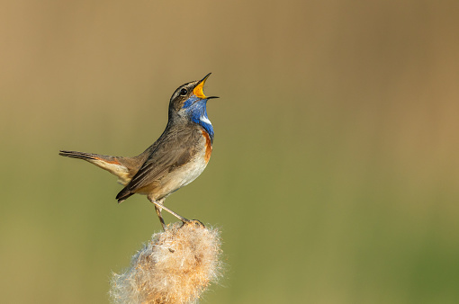 Singing male bluethroat (Luscinia svecica) perching on cattail.