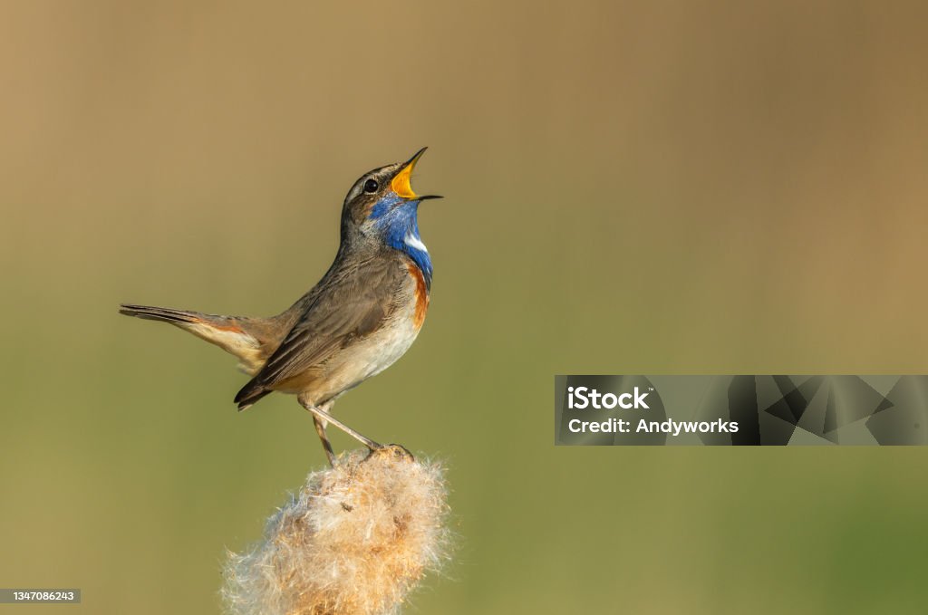 Singing male bluethroat Singing male bluethroat (Luscinia svecica) perching on cattail. Songbird Stock Photo