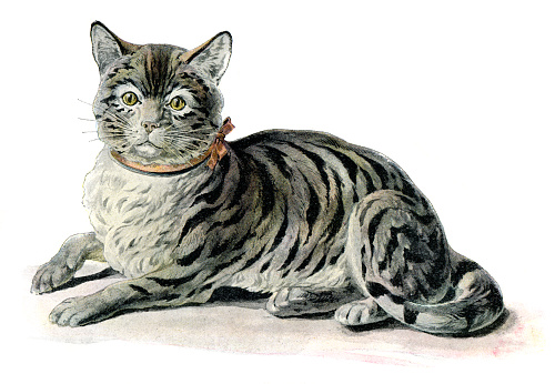One domestic striped cat painting 1897
Original edition from my own
Source : Illustrierte Welt 1897