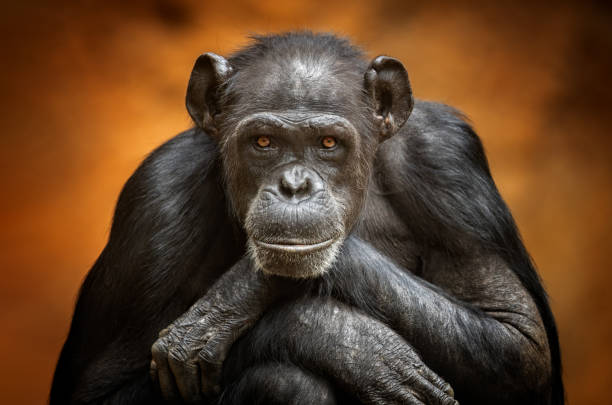 Common chimpanzee Portrait of a common chimpanzee (Pan troglodytes) ape stock pictures, royalty-free photos & images