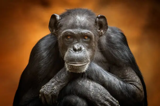 Portrait of a common chimpanzee (Pan troglodytes)