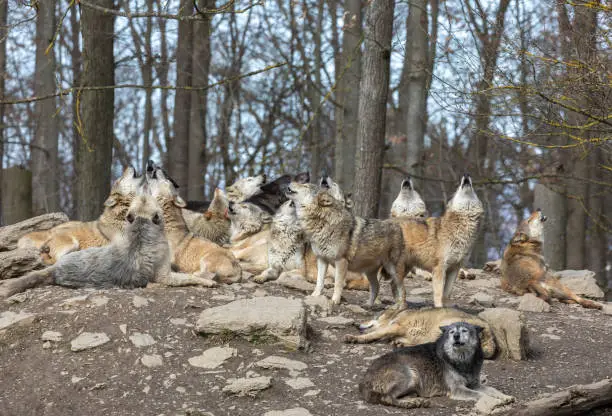 Howling canadian timberwolves