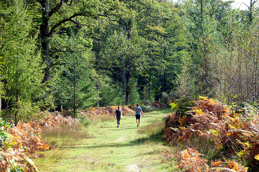 Hikers, nr Lyndhurst, New Forest, Hampshire, England, UK. Two young hikers meander at leisure during recreation in the NEw Forest where autumn colours start to shade the trees and woodland around the forest path.