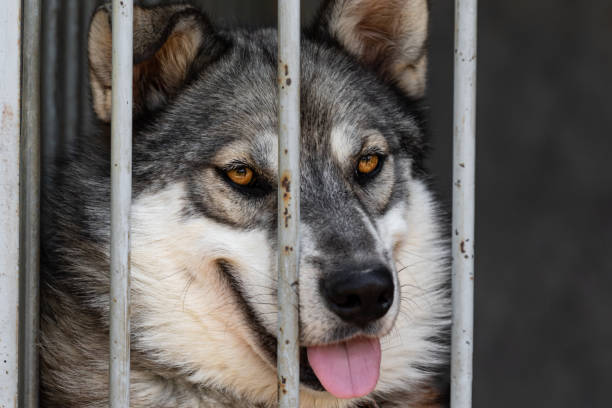istock Funny fluffy dog with a funny muzzle sitting in an aviary behind the grid in an animal shelter. A dog with yellow eyes similar to a wolf sits in a cage portrait close-up. 1347087267