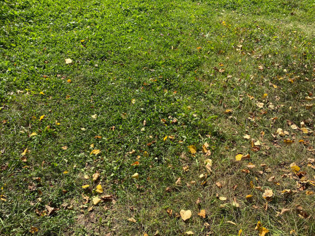 istock Yellow birch Leafs on Grass at dry sunny fall day 1347087430