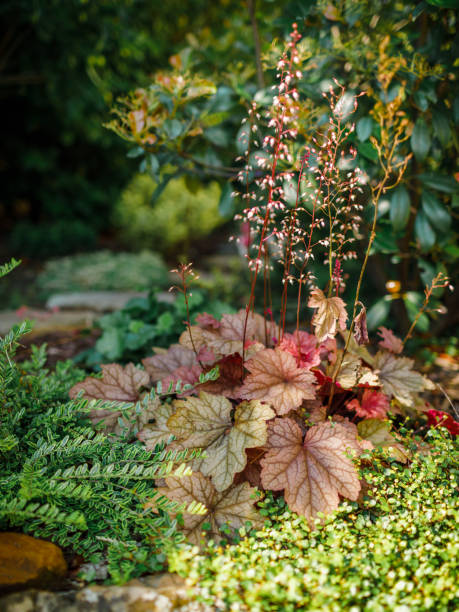istock Red heuchera and evergreen plants in summer garden. 1347087462