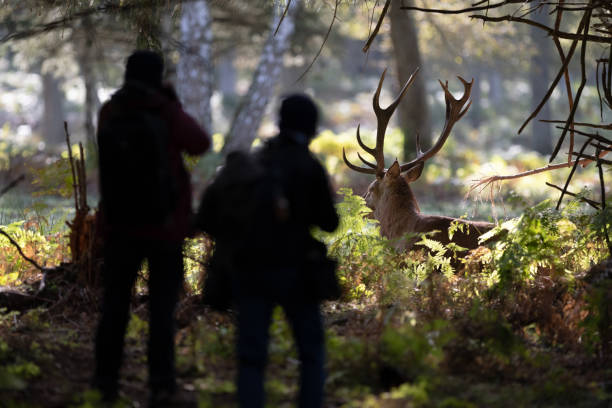 Two people observe a red deer