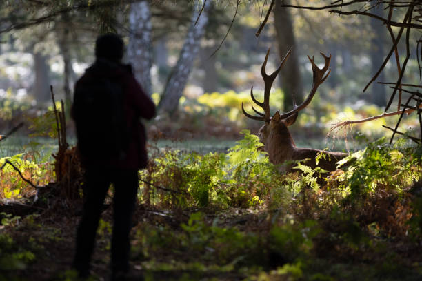 istock A person observes a red deer 1347088693