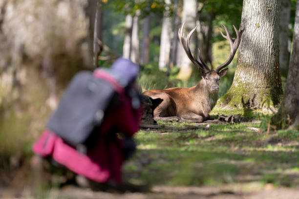 istock A person observes a red deer 1347088860