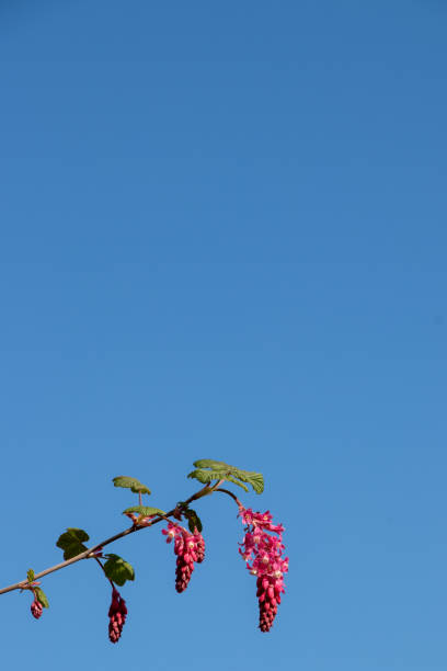 istock pink flowers against blue sky background 1347088979