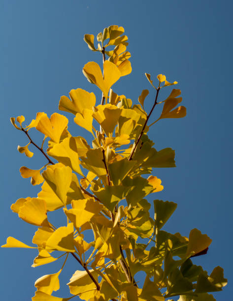 feuilles jaunes d’un arbre ginkgo biloba à l’automne. arbre à poil de jeune fille. ginkgophyta. ciel bleu en arrière-plan. - ginkgo ginkgo tree leaf nutritional supplement photos et images de collection
