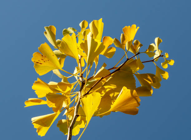 ginkgo biloba jaune (arbre à poil de jeune fille) part en automne avec un ciel bleu en arrière-plan. - ginkgo ginkgo tree leaf nutritional supplement photos et images de collection