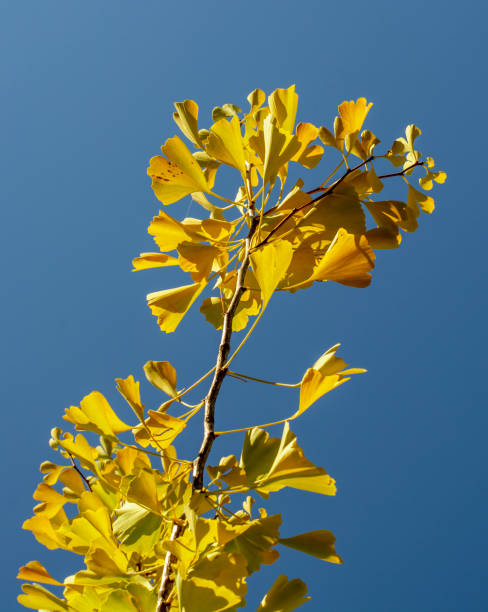 ginkgo biloba jaune (arbre à poil de jeune fille) part en automne avec un ciel bleu en arrière-plan. - ginkgo ginkgo tree leaf nutritional supplement photos et images de collection