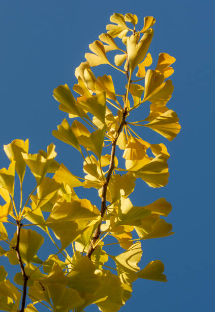 ginkgo biloba jaune (arbre à poil de jeune fille) part en automne avec un ciel bleu en arrière-plan. - ginkgo ginkgo tree leaf nutritional supplement photos et images de collection