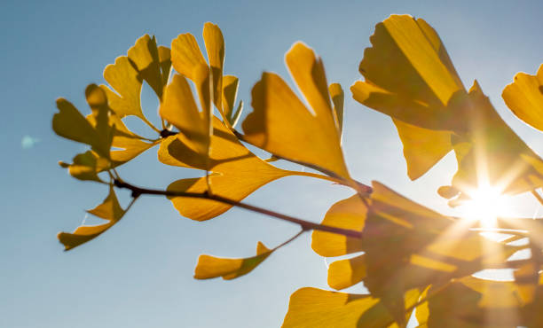 ginkgo biloba jaune (arbre à poil de jeune fille) part en automne avec un ciel bleu en arrière-plan. - ginkgo ginkgo tree leaf nutritional supplement photos et images de collection