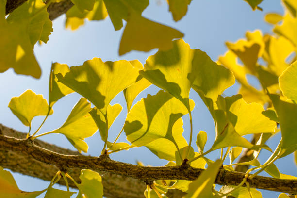 ginkgo biloba jaune (arbre à poil de jeune fille) part en automne avec un ciel bleu en arrière-plan. - ginkgo ginkgo tree leaf nutritional supplement photos et images de collection