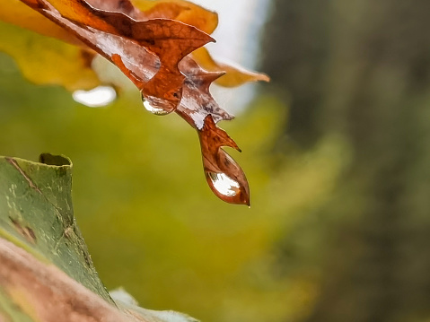 leaf  of platanus tree in the rain macro with a water drop in autumn season