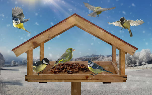istock Native bird species in the bird house while feeding 1347093686