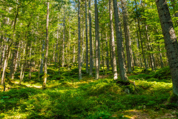 istock Forest with bright sun shining through the trees covered with green moss. 1347094592
