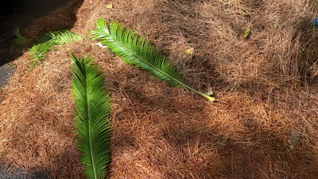 Cut Palm Leaf on dried pine tree leaves Stock Video Background