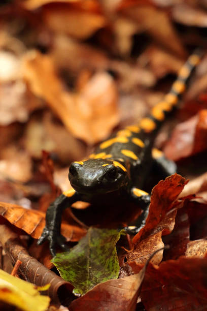 istock Salamandra salamandra in the autumn beech forest, Bieszczady Mountains 1347096238