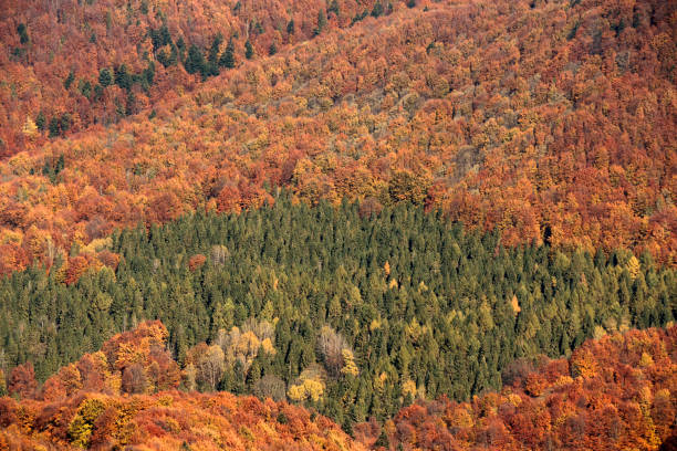 istock Colorful autumn beech forest, Bieszczady Mountains 1347097011