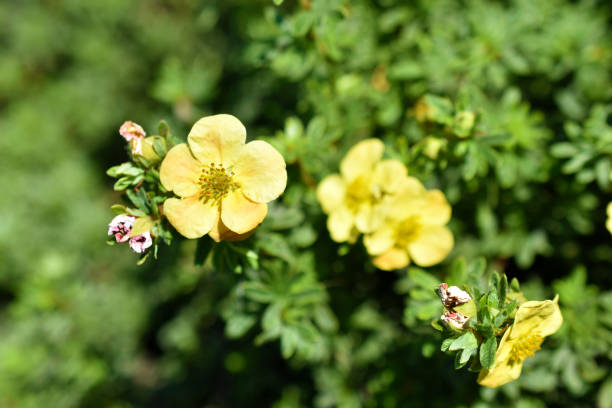 Yellow flowers of dasiphora shrub lat. dasiphora fruticosa or kuril tea shrubby five - leafed shrub Yellow flowers of dasiphora shrub lat. dasiphora fruticosa or kuril tea shrubby five - leafed shrub potentilla anserina stock pictures, royalty-free photos & images
