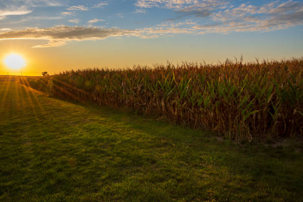 campo di grano al tramonto. - autumn corn corn crop field foto e immagini stock