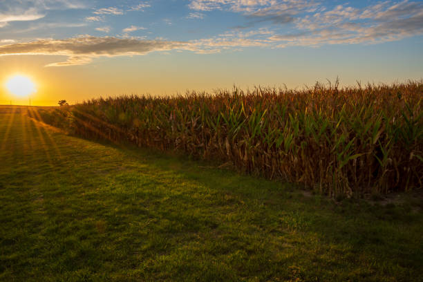 Sunset cornfield. A setting sun highlights ripe corn in an Iowa farm field waiting to be harvested. iowa stock pictures, royalty-free photos & images