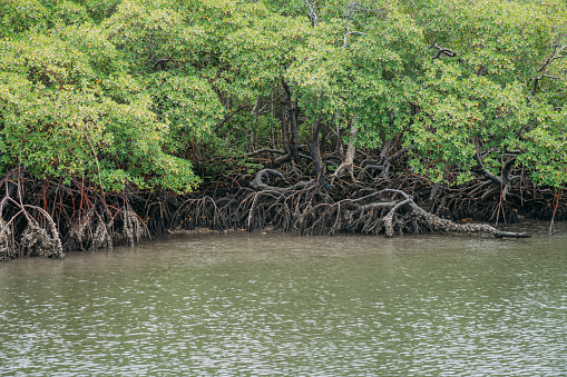 Mangrove forest, green foliage above the waterline and roots with underwater marine life, Brazilian sea