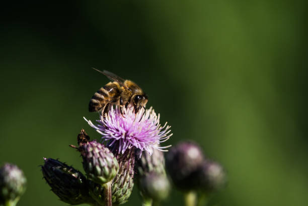 istock A wild bee closeup on a common scraper thistle at summer in saarland germany, copy space 1347100109