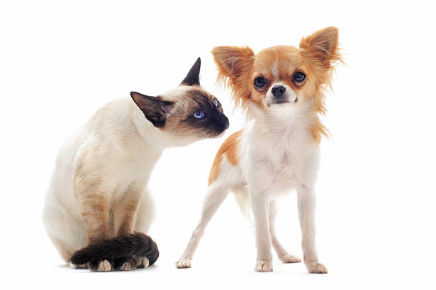 istock puppy chihuahua and siamese kitten 134710038