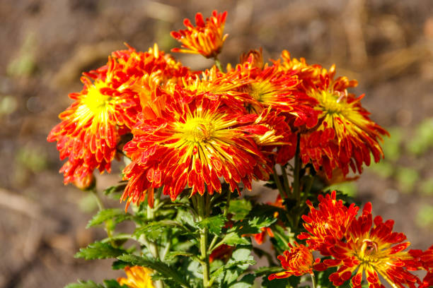 istock Orange chrysanthemum in a garden 1347100501