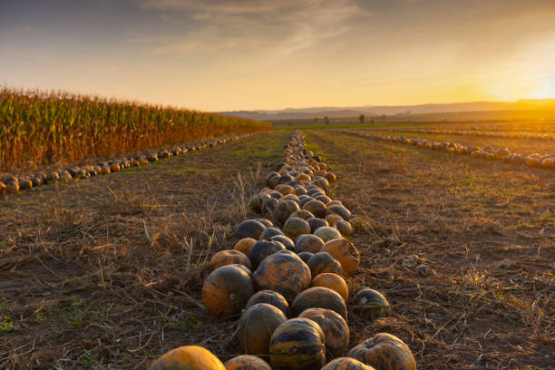 Field of pumpkins at dusk stock photo