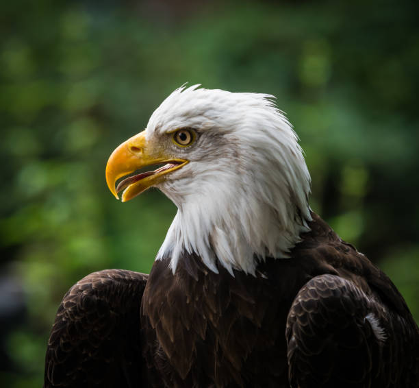 istock A bald eagle closeup in a falcrony in saarburg, copy space 1347101661