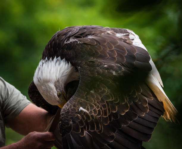 istock A bald eagle closeup in a falcrony in saarburg, copy space 1347101669