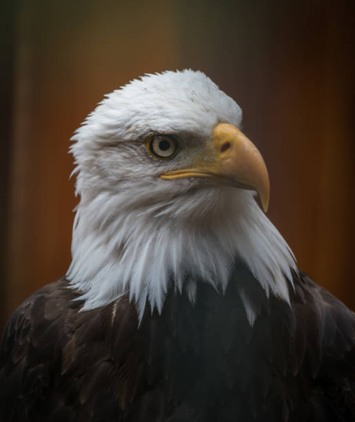 istock A bald eagle closeup in a falcrony in saarburg, copy space 1347101691