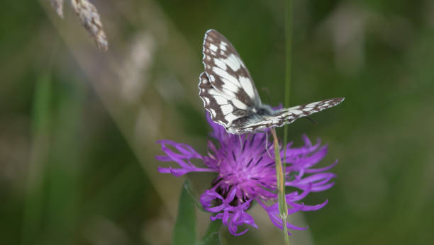istock A checkerboard butterfly closeup at summer in saarland, copy space 1347101775