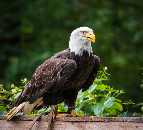 istock A bald eagle closeup in a falcrony in saarburg, copy space 1347102006