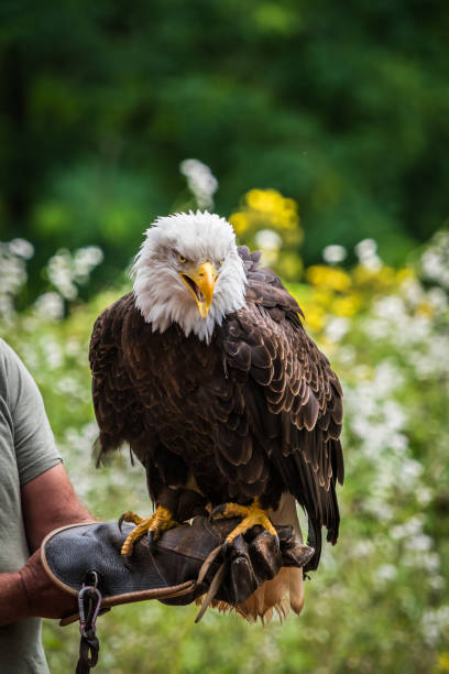 istock A bald eagle closeup in a falcrony in saarburg, copy space 1347102098